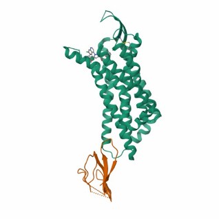 Structure of NTSR1 membrane protein.