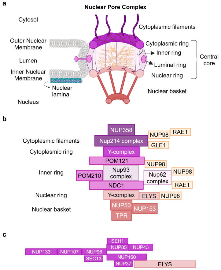 Fig. 1 Diagram of NUP98 scaffold architecture and FG repeat cargo transport function. (OA Literature)