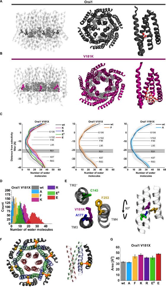 Fig. 1 Wild-type Orai1 channel structure and structural/functional alterations induced by V181 gain-of-function mutations. (OA Literature)