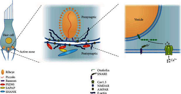 Fig. 1 OTOF ribbon synapse multi-scale structural model for auditory neuroscience and hereditary deafness research reagents. (OA Literature)