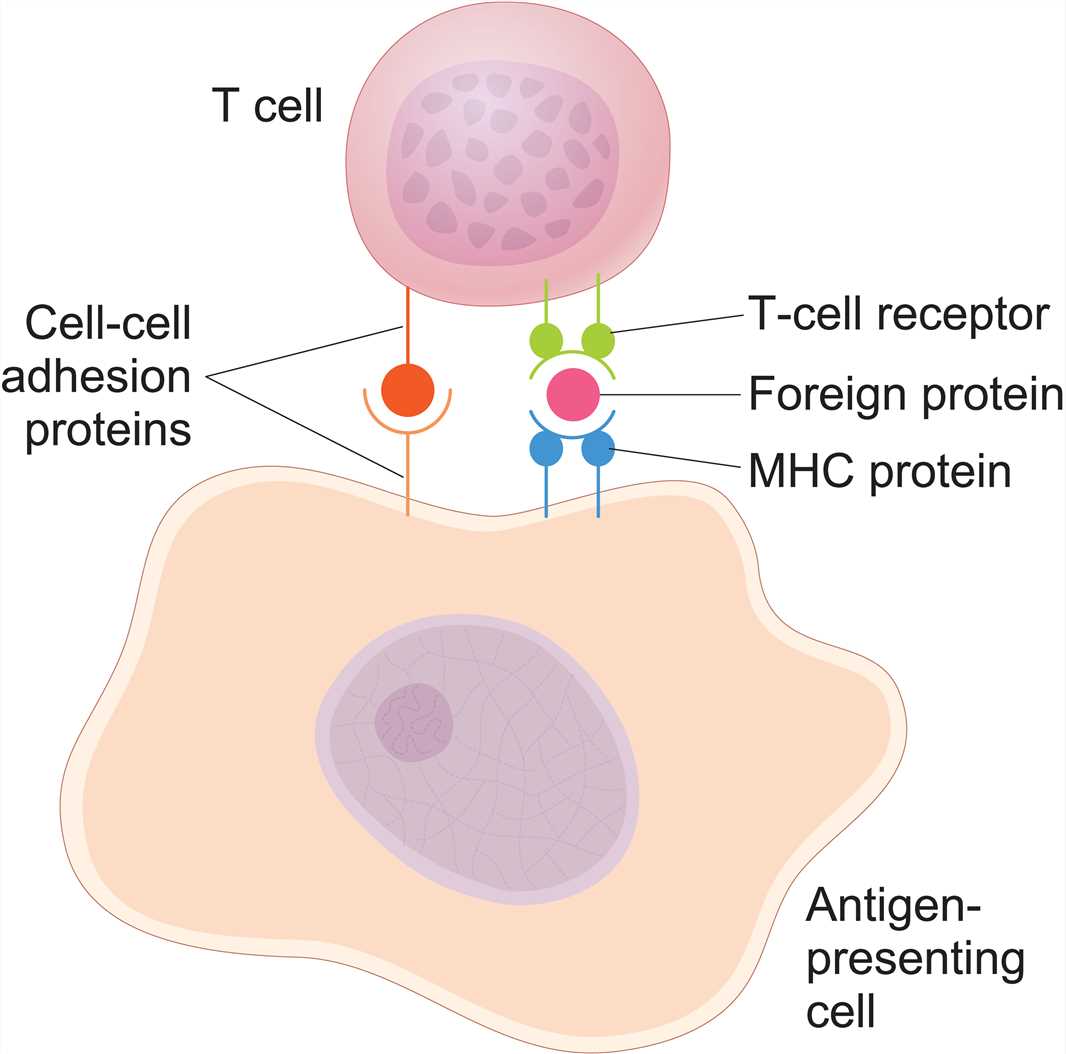 Overview of T Cell Receptors