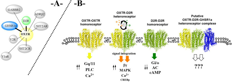 Fig. 1 Local structural visualization of human OXTR homomeric-heteromeric GPCR complexes for peptide-sensing membrane-protein research reagent characterization. (OA Literature)