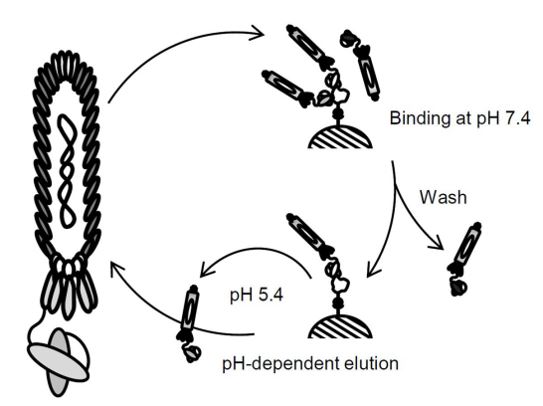 pH-sensitive Monoclonal Antibody Discovery Services