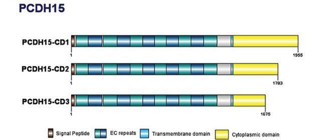 Fig. 1 Schematic of PCDH15 protocadherin isoform domain architecture, reference illustration for PCDH15 tip link and mechanotransduction research reagents. (OA Literature)