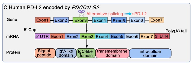 Fig. 1 Local structural visualization of human PDCD1LG2 B7-family transmembrane immune-regulatory ligand for T-cell-immune-balance-focused research reagent characterization. (OA Literature)