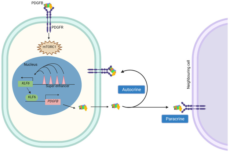 Fig. 1 KLF6-PDGFB-PDGFR-mTORC1 autocrine-paracrine positive feedback fibrosis pathway schematic. (OA Literature)