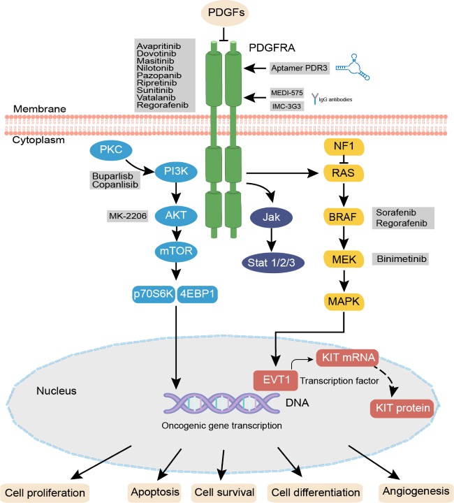 Fig.1 Ligand-Induced PDGFRA Activation and Downstream Signaling Cascades. (OA Literature)