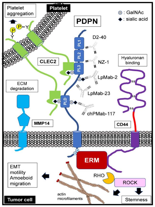 Fig. 1 PDPN multi-pathway schematic for antibody validation and tumor metastatic phenotype testing. (OA Literature)