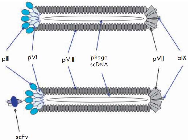 Fig.1 A schematic representation of a filamentous phage. (Tikunova and Morozova, 2009)