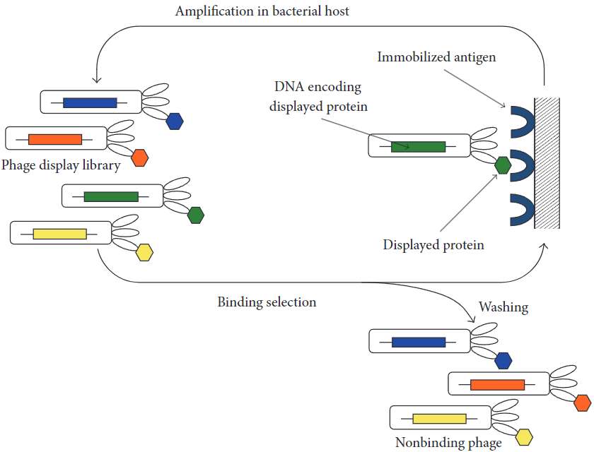 Fig.2 High-affinity binding proteins can be selected through phage display libraries. (Spiegelberg and Johan, 2017)