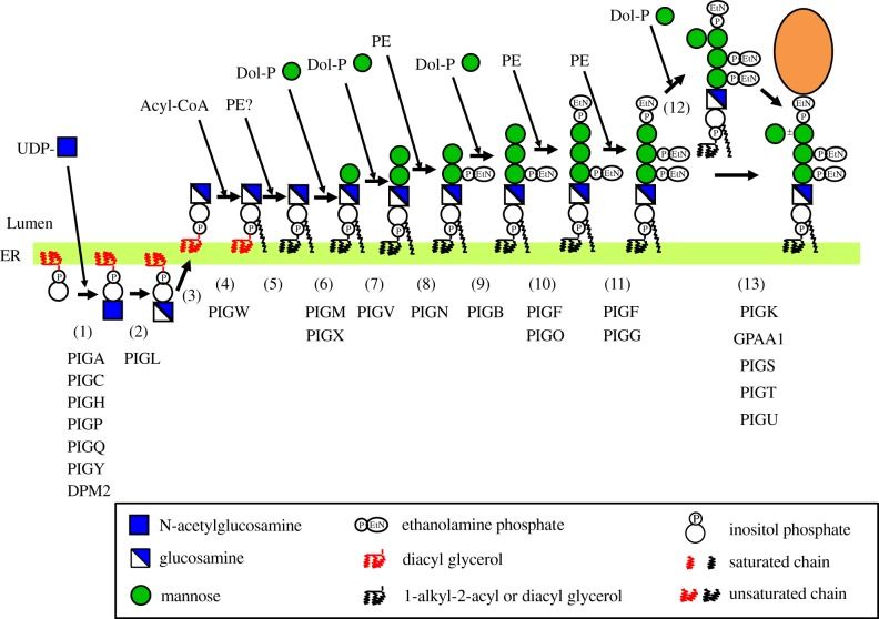 Fig. 1 Full GPI anchor biosynthesis cascade with the catalytic position of ER enzyme PIGL highlighted. (OA Literature)