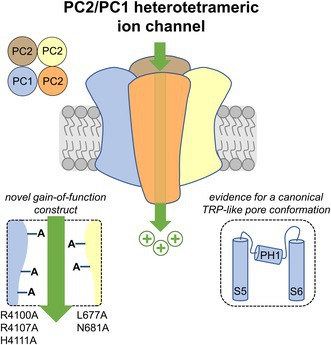 Fig. 1 PKD1-PKD2 heterotetramer ion channel structure and functional mutation sites for recombinant antigen design. (OA Literature)