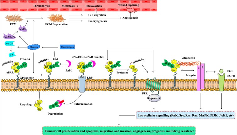 Fig.1. PLAUR (uPAR)-mediated pathways. (OA Literature)