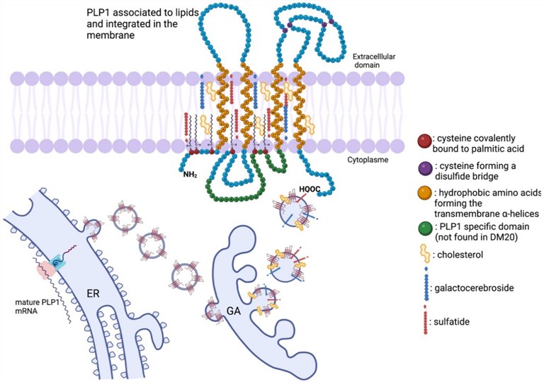 Fig.1 The physiological state of PLP1 formation. (OA Literature)