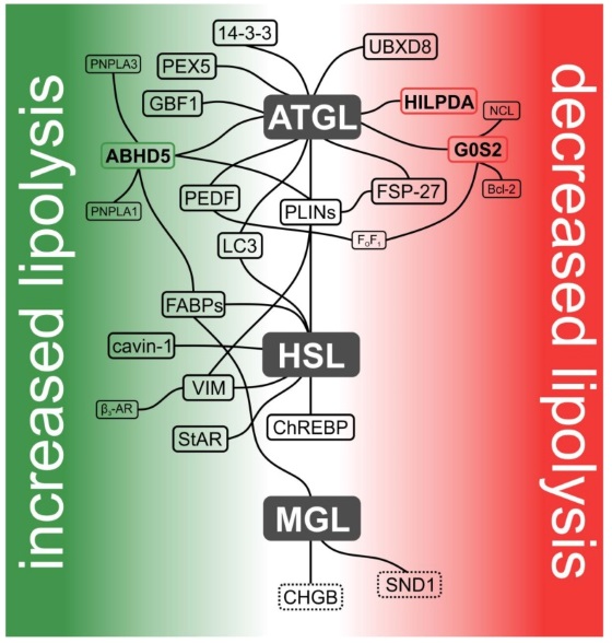 Fig. 1 Regulatory protein interaction network for PNPLA2(ATGL); green indicates lipolysis promoting partners, red indicates lipolysis suppressing partners. (OA Literature)