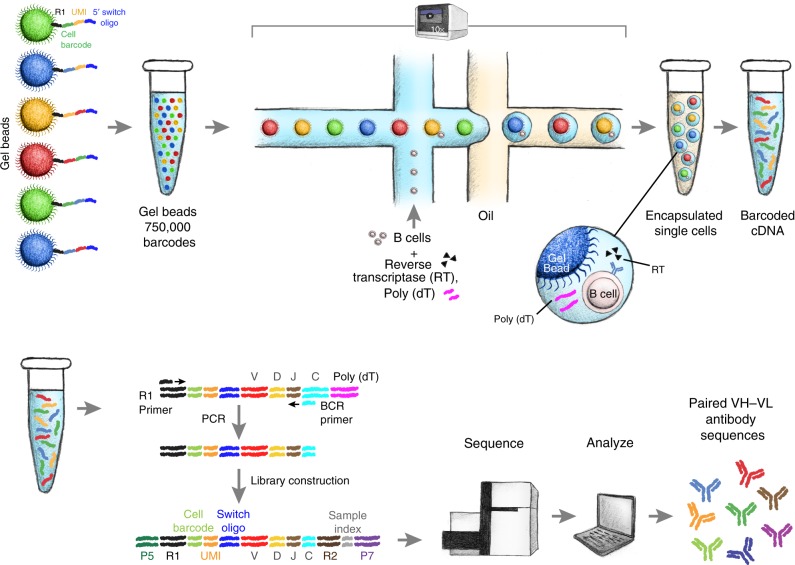 Fig. 2 Schematic of single B cell capture, library construction and sequencing. (Leonard D. Goldstein, 2019)