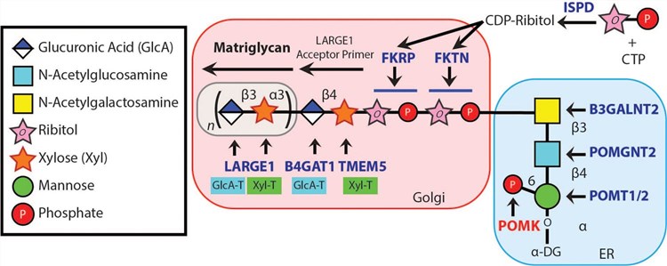 Fig.1 POMK is involved in the synthesis of the α-DG Laminin-Binding Modification. (OA Literature)