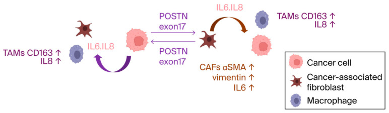 Fig. 1 POSTN exon17-dependent crosstalk among cancer cells, CAFs and TAMs in tumor microenvironment. (OA Literature)