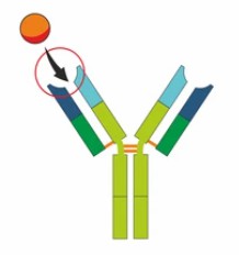 Precision Antibody Replication with Hybridoma Introduction