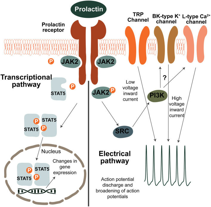 Fig. 1 Dual regulatory signaling model of prolactin receptor for mammary gland, neuroendocrine and breast cancer research reagents. (OA Literature)
