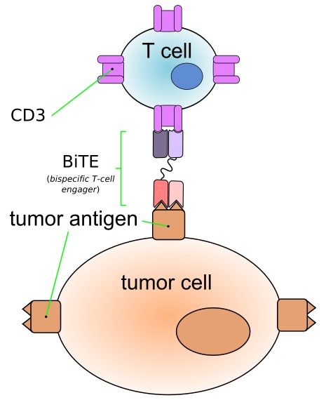Bispecific T cell engager. (Creative Biolabs Authorized).