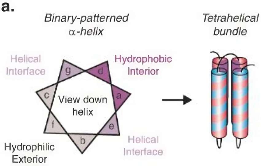 Fig.1 Self-assembling single-chain tetrahelical bundles created by binary patterning of hydrophobic and hydrophobic residues of high propensity for α-helix formation. (Sheehan, et al., 2018)