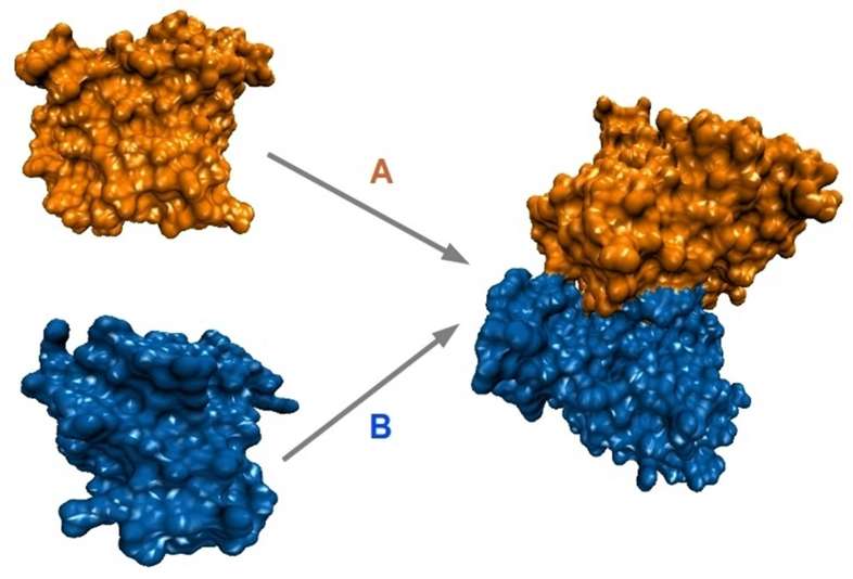 Fig.1 Two unbound units A and B are docked to form a bound configuration AB through rigid-body motion. (Hashmi and Amarda, 2013)