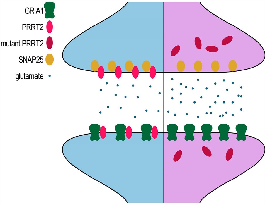 Fig.1 Mutant PRRT2 affects the glutamate signaling pathway. (OA Literature)