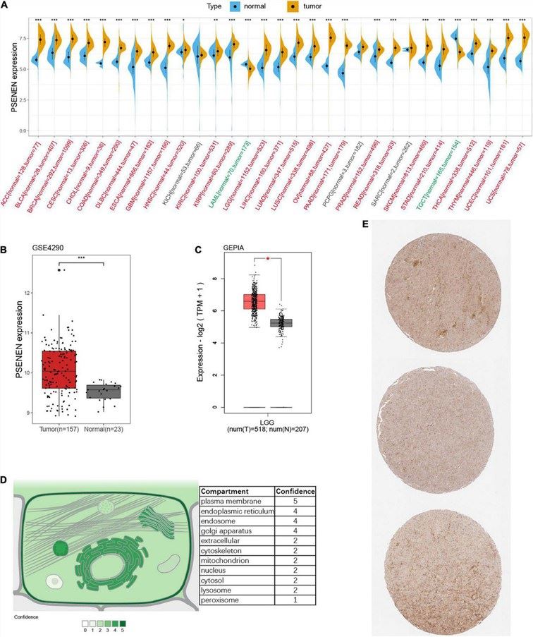 Fig.1 Differential expression of PSENEN in normal and tumor samples from patients with 31 types of cancers. (OA Literature)