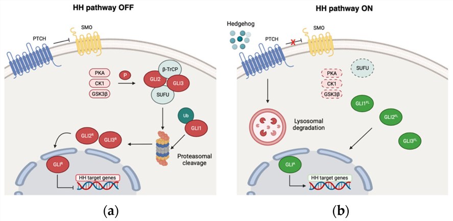 Fig.1 The transmembrane receptor PTCH1 inhibits the G-coupled protein Smoothened (SMO). (OA Literature)