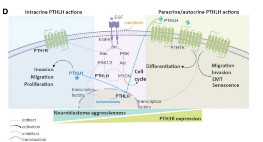 Fig. 1 Schematic of PTHLH-PTH1R tumorigenic crosstalk plus Transwell invasion and senescence assay statistical results. (OA Literature)