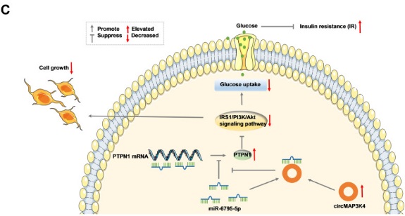 Fig. 1 CeRNA regulatory network controlling PTPN1 expression in insulin resistant cell model with corresponding molecular validation data. (OA Literature)