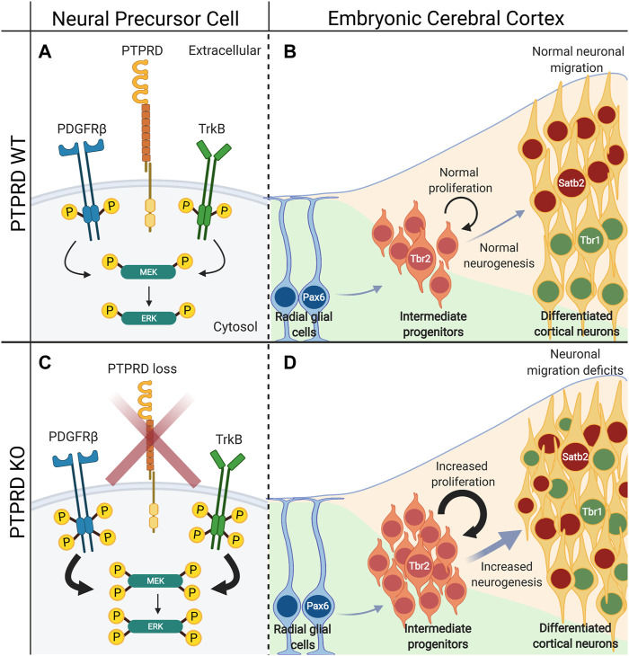 Fig. 1 PTPRD wild-type and knockout embryonic cortex developmental dual comparison pathway schematic. (OA Literature)