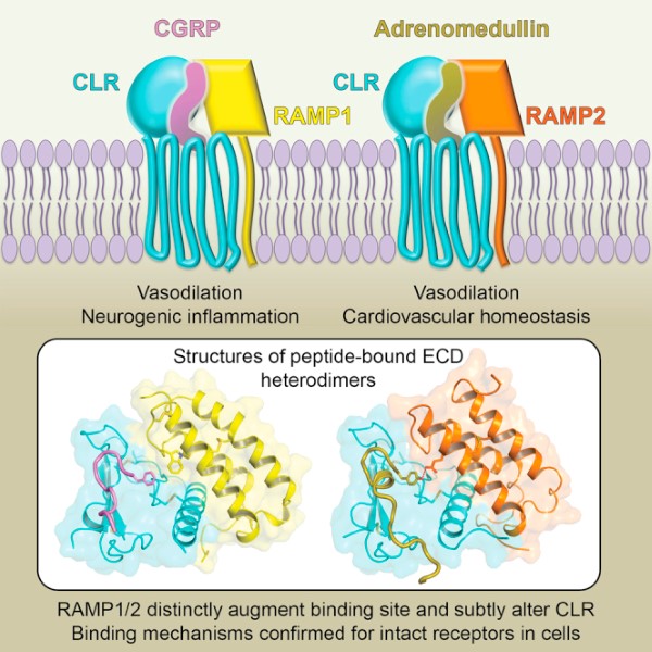 Fig. 1 Schematic example of human RAMP2 participating in membrane protein complex formation under specific interaction context, for recombinant protein research reference, not representing all functional modes of RAMP2. (OA Literature)