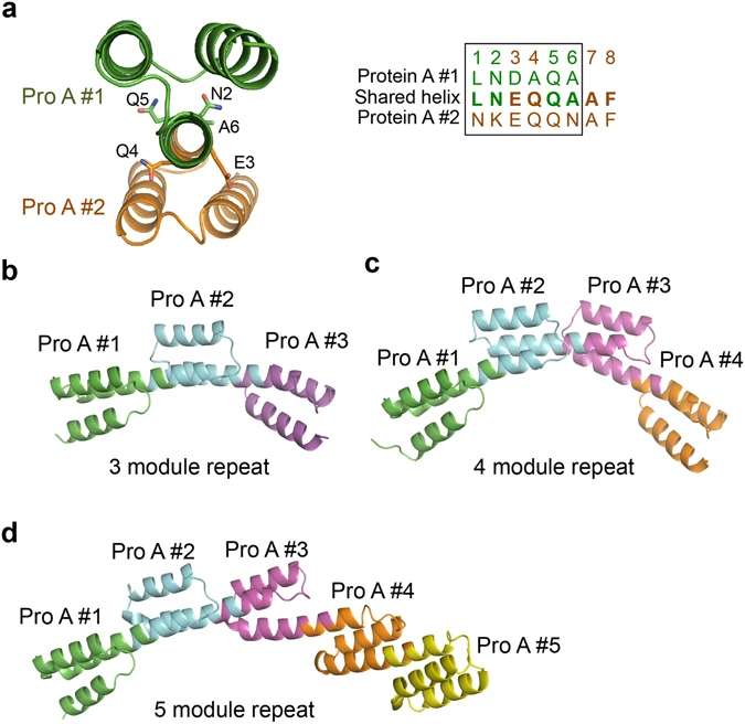 Fig.1 Construction of a repeat protein using the protein A domain as the repeat module. (Youn, et al., 2017)
