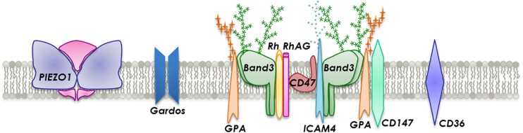Fig. 1 Local structural visualization of human RHAG containing erythroid heteromeric membrane glycoprotein complex for erythroid surface complex research reagent characterization. (OA Literature)