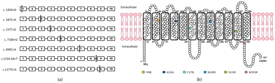 Fig.1 RHCE gene variants alter membrane protein amino acids. (OA Literature)