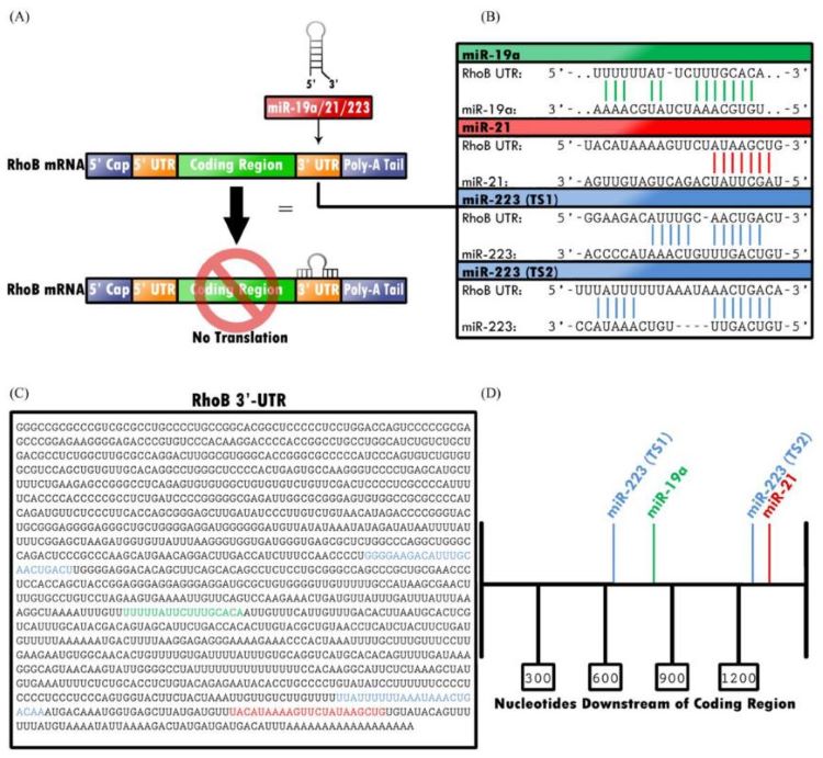 Fig.1 miR-19/21/223 epigenetically downregulate RHOB translation. (OA Literature)