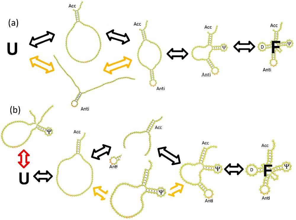 Fig.1 Folding mechanism of tRNAs inferred from TIS model MD simulations. (Li, et al., 2015)