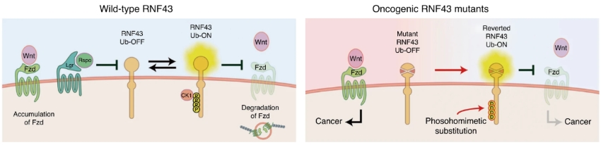 Fig. 1 Functional comparison between wild-type tumor-suppressive RNF43 and oncogenic phosphomimetic RNF43 mutants in Wnt receptor turnover. (OA Literature)