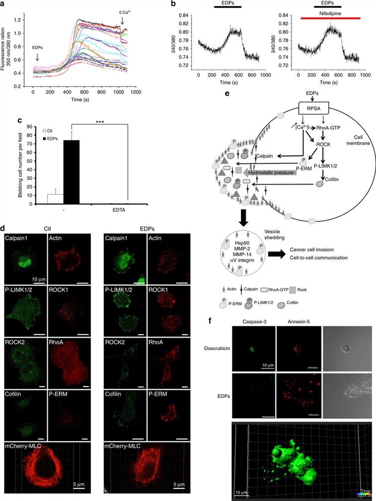 Fig.1 Matrikines induce cancer cell blebbing and extracellular vesicle release through RPSA binding. (OA Literature)