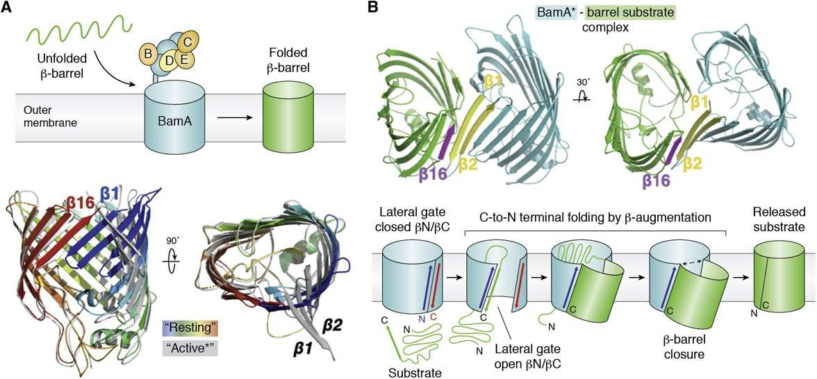 Fig.1 Bacterial β-barrel membrane proteins biogenesis by BAM. (Li, et al., 2021)