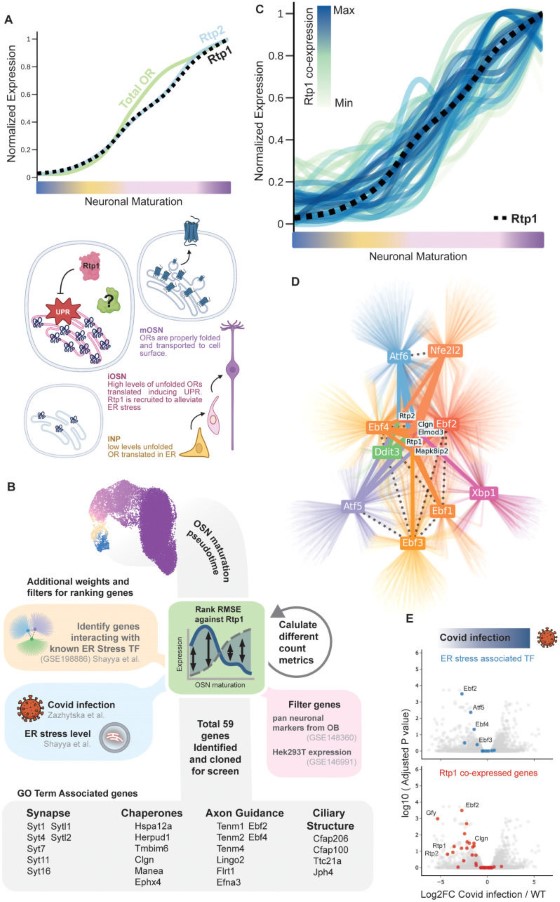 Fig. 1 Rtp1/Rtp2 olfactory neuron maturation, ER stress and transcriptional co-expression multi-panel pathway schematic. (OA Literature)