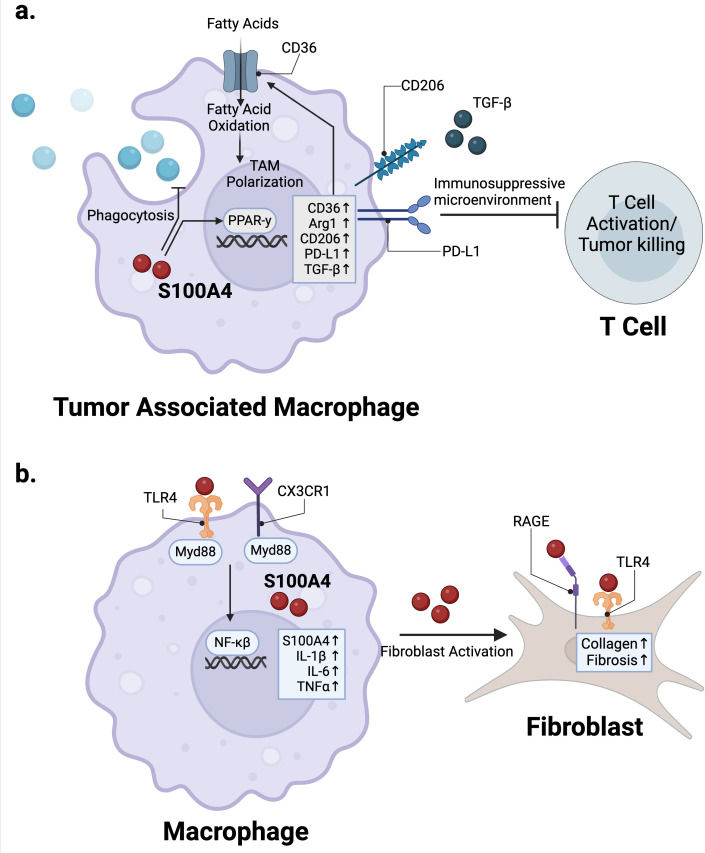 Fig. 1 Dual regulatory axes of S100A4 in macrophages: TAM-mediated immune suppression and paracrine fibroblast activation for fibrosis. (OA Literature)