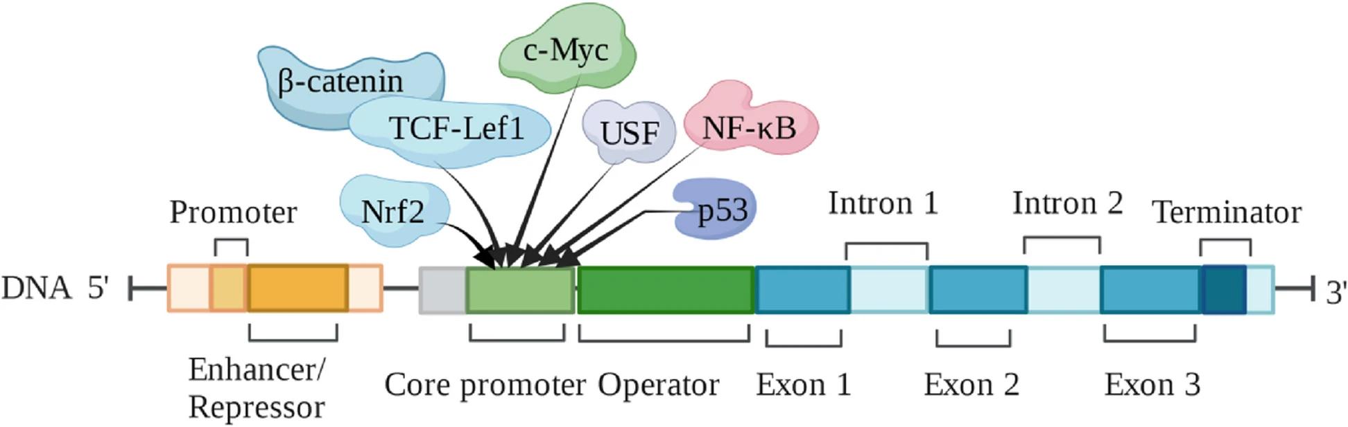Fig. 1 S100A6 and associated proteins. (OA Literature)