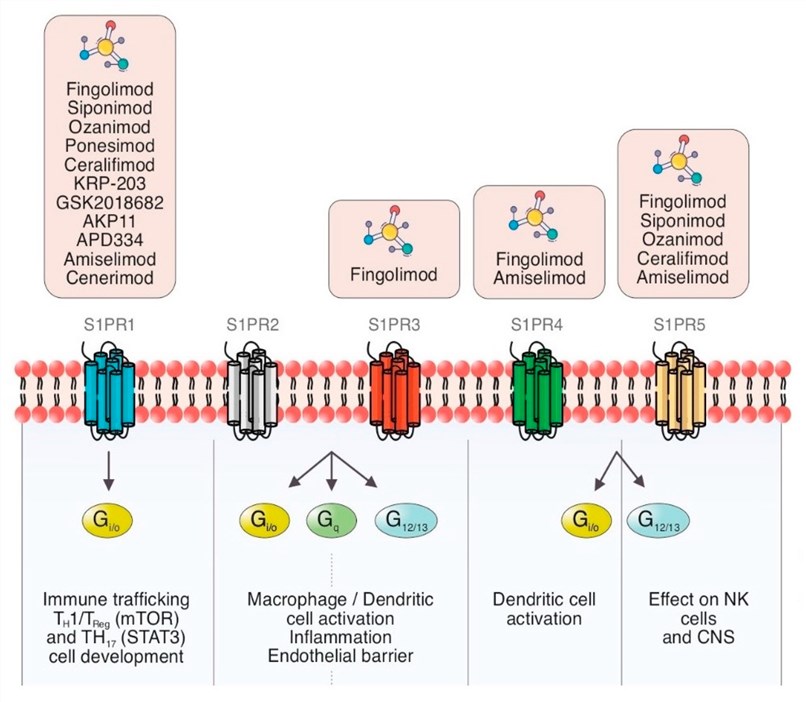 Fig.1 S1PR1 modulators and S1P signaling pathways. (OA Literature)
