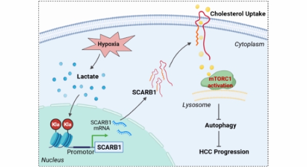 Fig. 1 Local structural excerpt of human SCARB1 multi‑pass scavenger receptor for lipid‑homeostasis‑focused research reagent characterization. (OA Literature)