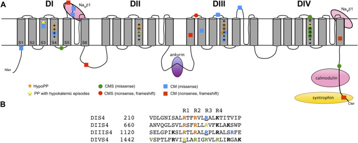 Fig. 1 Nav1.4 domain topology, auxiliary protein binding sites and disease mutation hotspots for recombinant antigen & mutant protein development. (OA Literature)