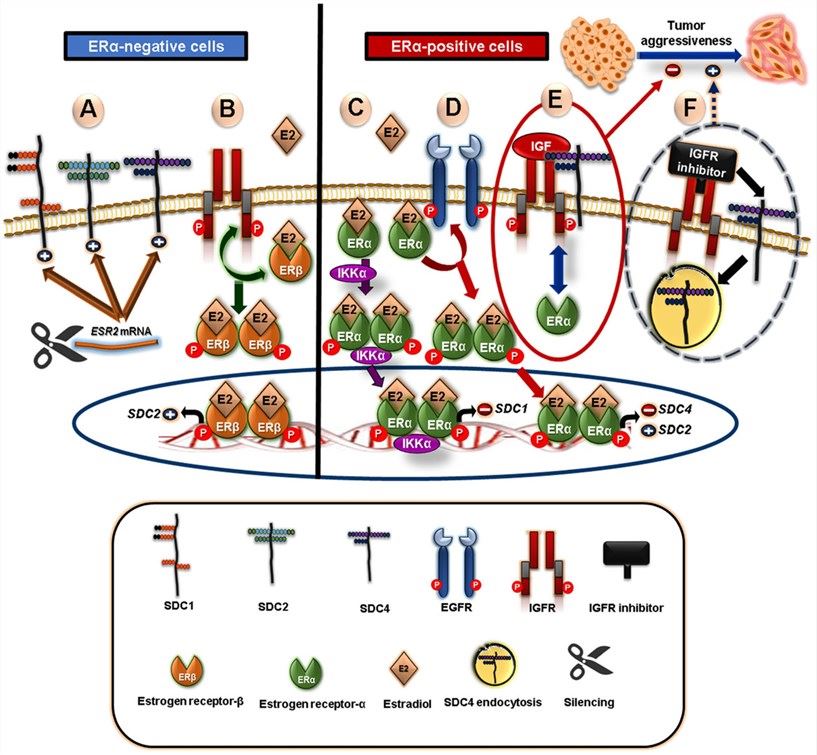 Fig.1 Estrogen receptor (ER) signaling pathway containing SDC1. (OA Literature)