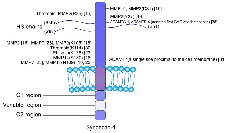 Fig. 1 Topology schematic of human SDC4 type I transmembrane proteoglycan for recombinant protein product. (OA Literature)